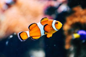 Things to do with kids Bournemouth oceanarium